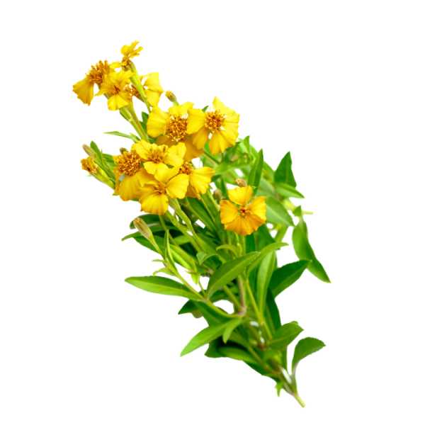 Mexican Mint Marigold Tarragon