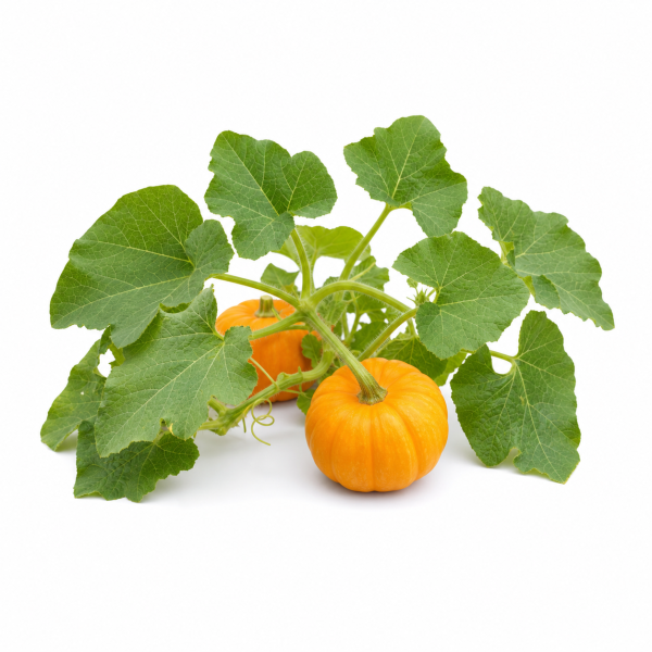 Mini Pumpkin