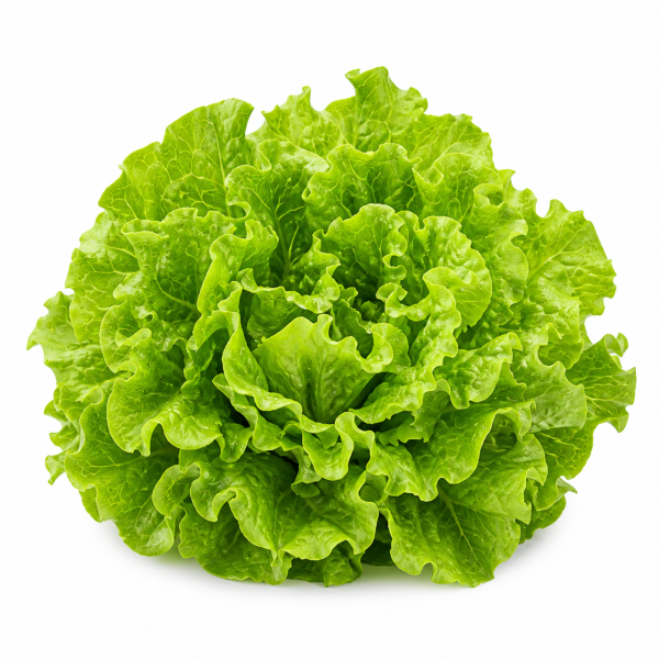 Muir Lettuce