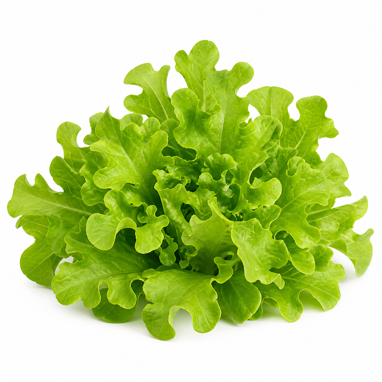 Oakleaf Lettuce