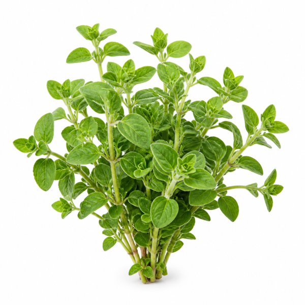 Oregano