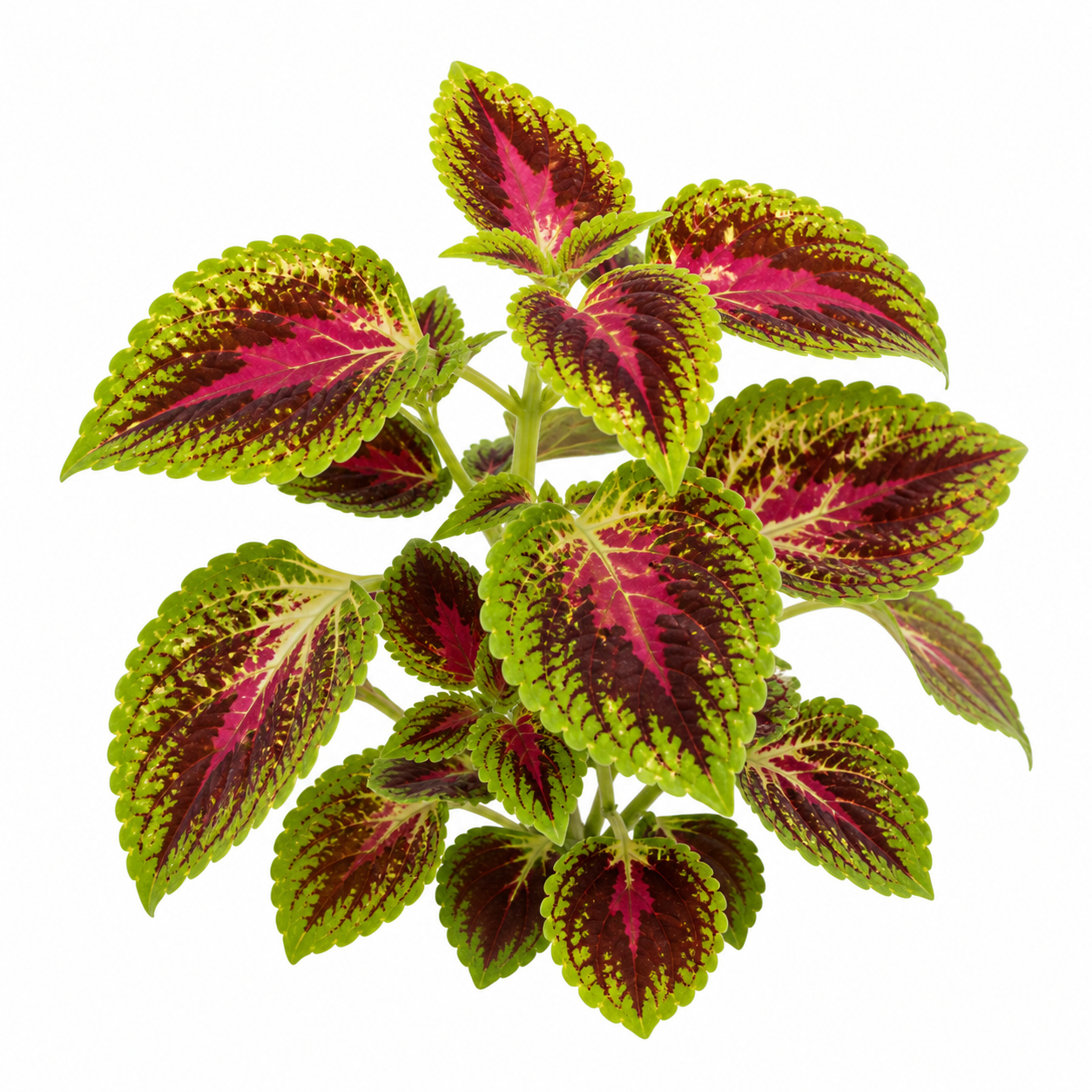 Painted Nettle