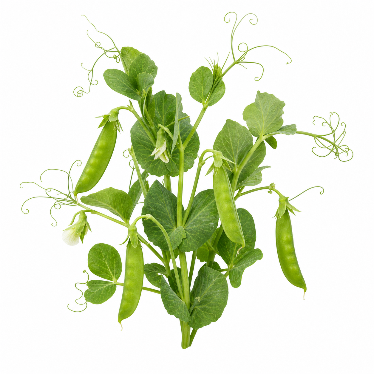 Peas