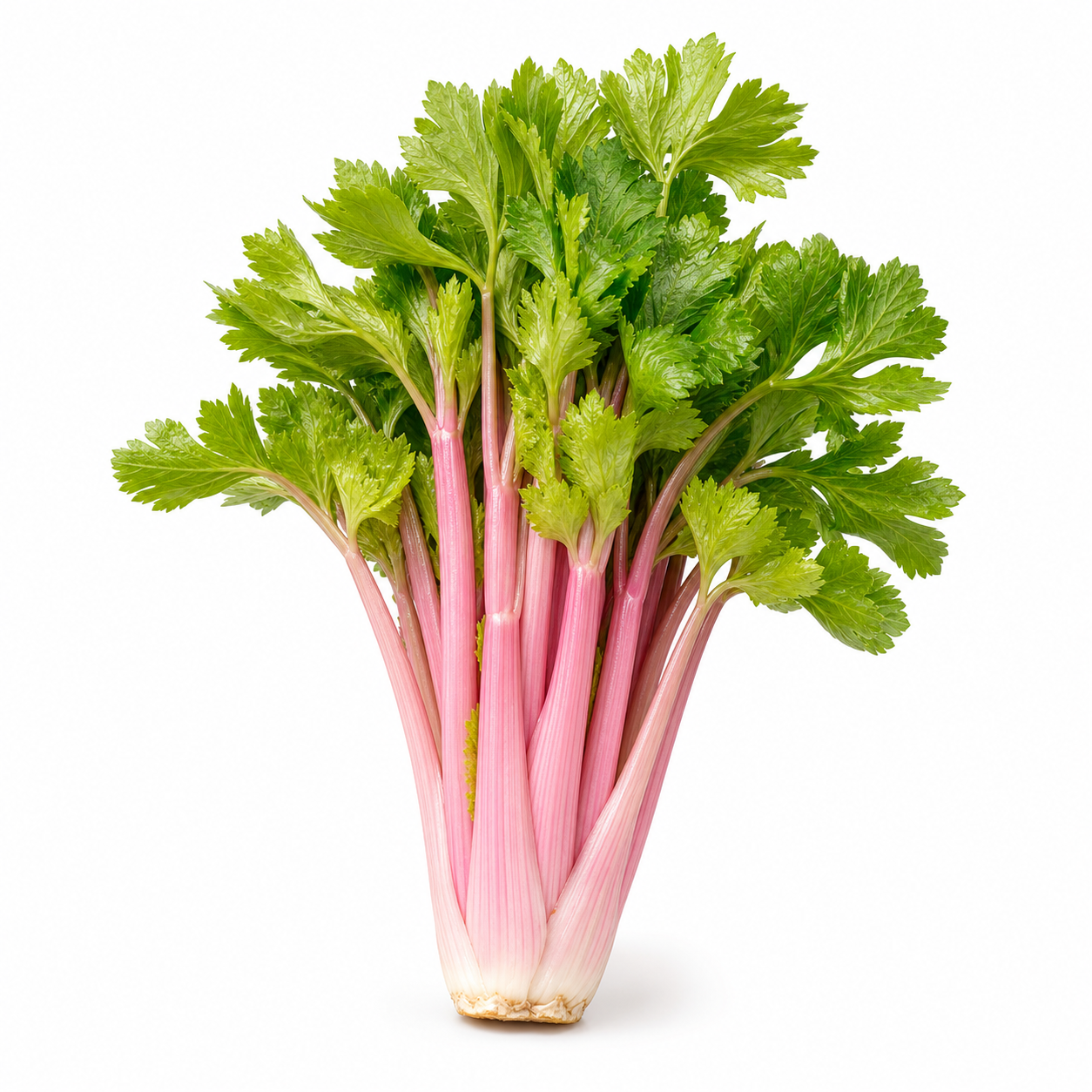 Pink Celery