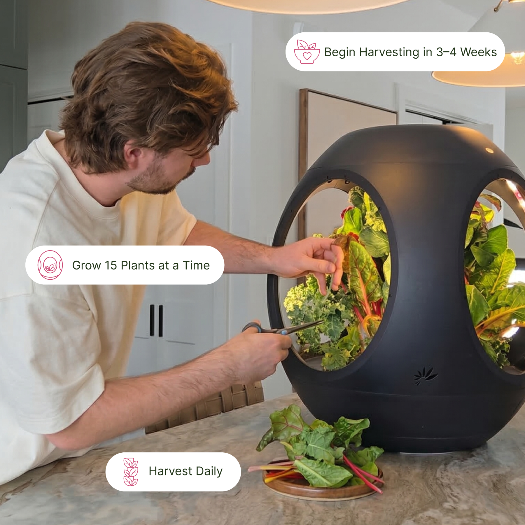 Harvesting greens from the Plantaform Smart Indoor Garden