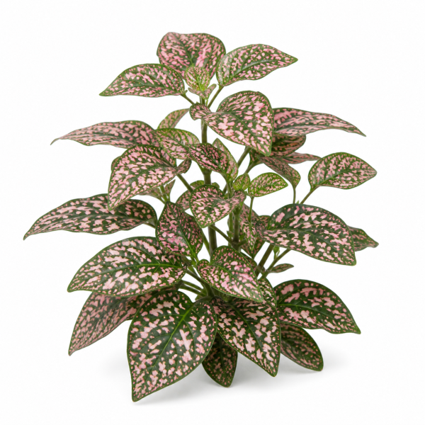 Polka Dot Plant