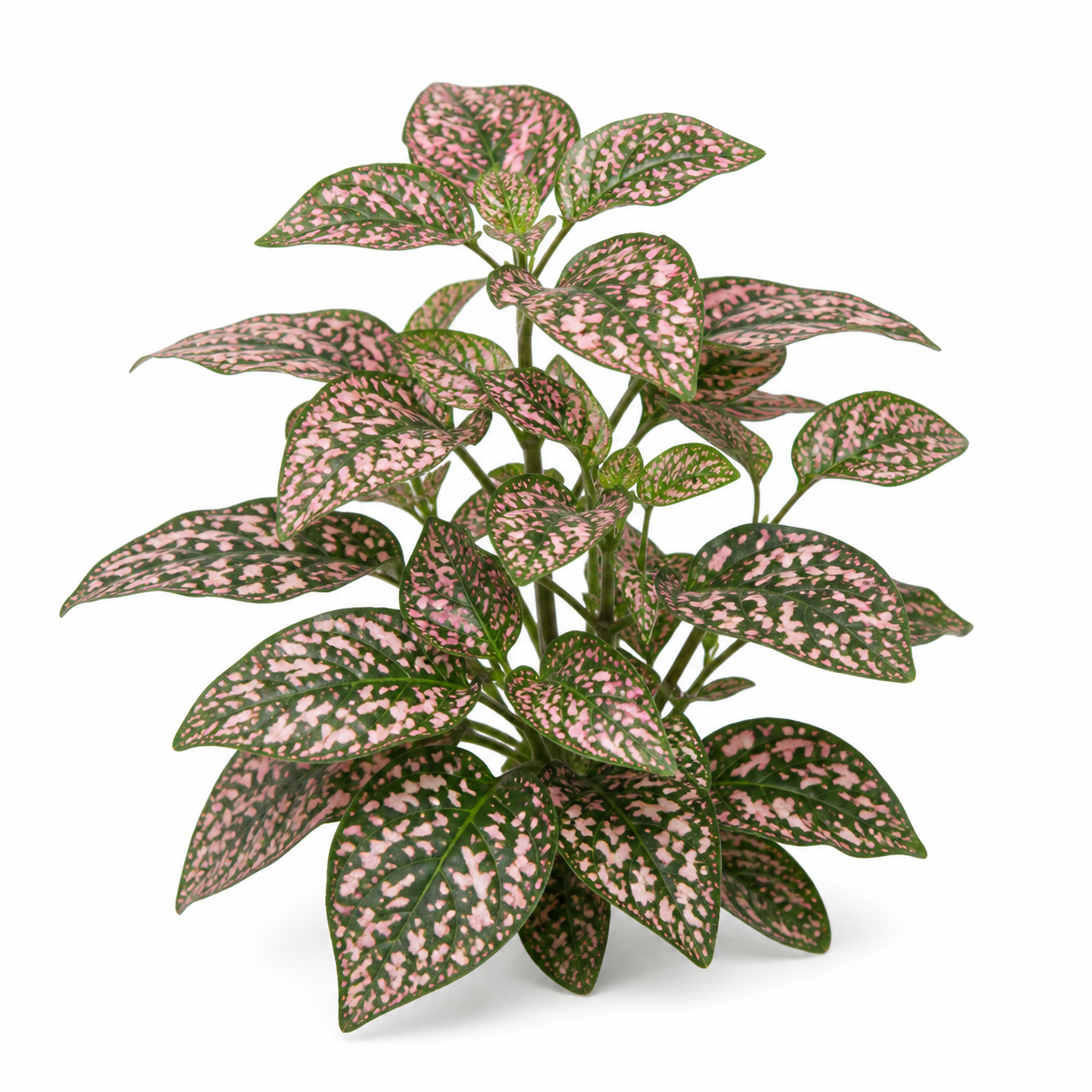 Polka Dot Plant