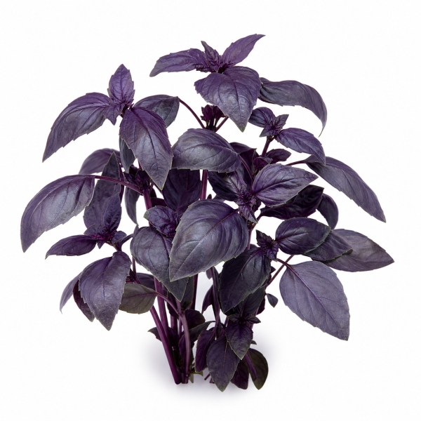 Purple Basil