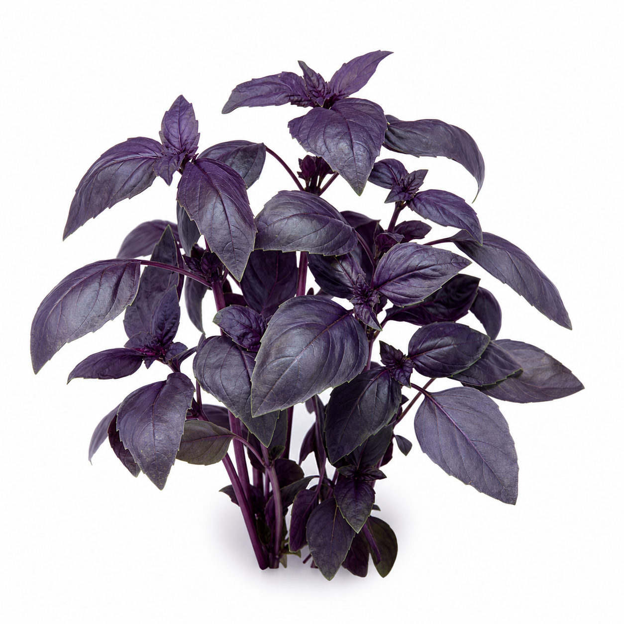 Purple Basil