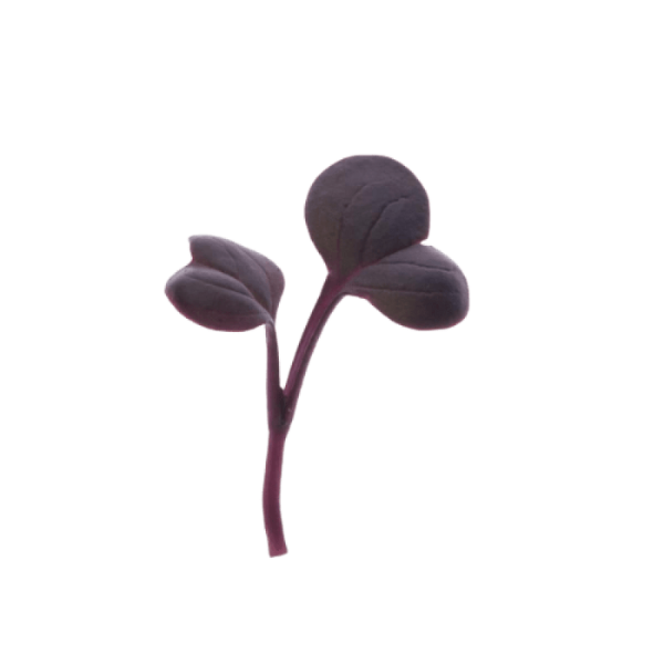 Radish Red Rambo Microgreens
