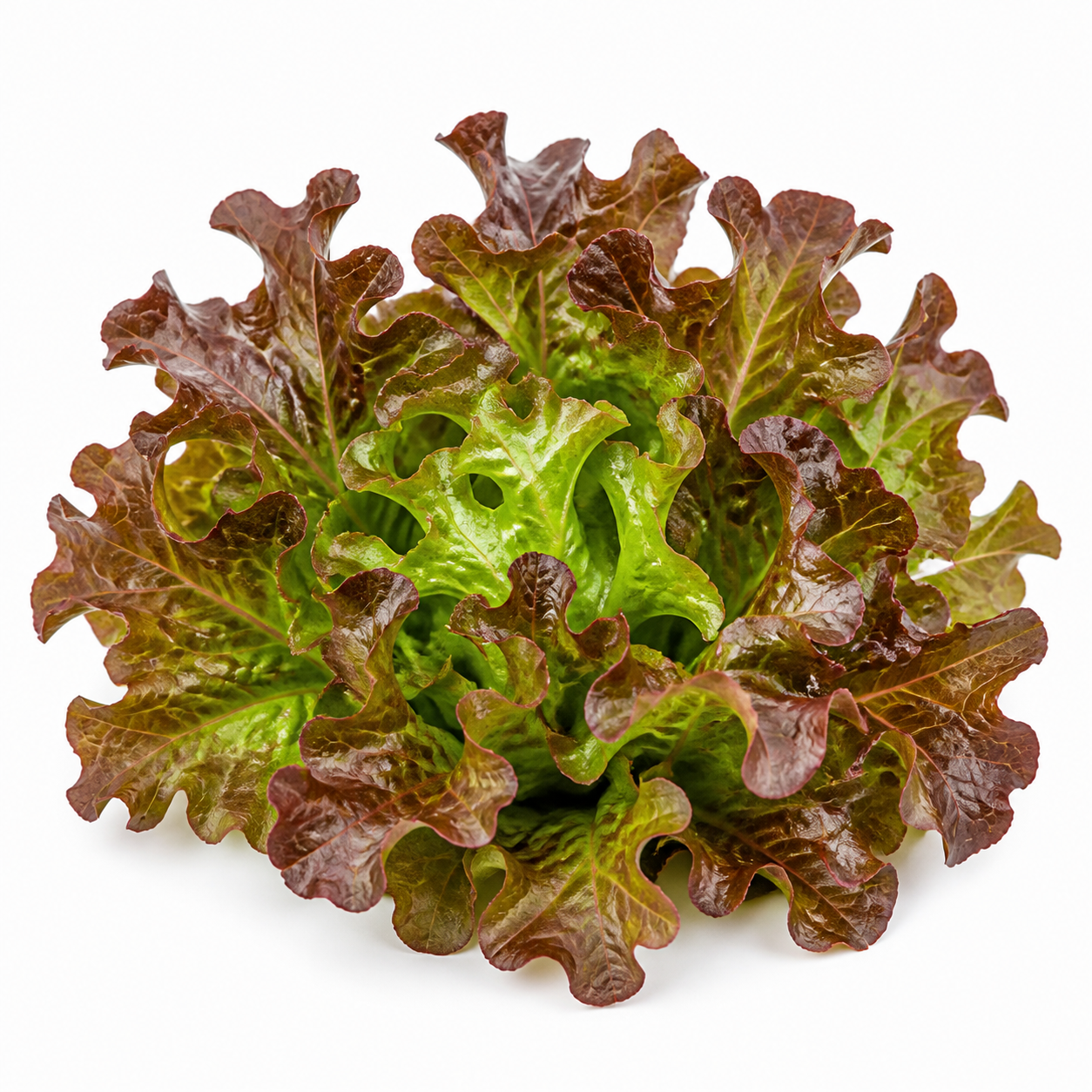 Red Oakleaf Lettuce