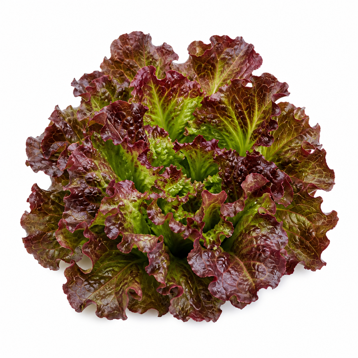 Red Sails Lettuce