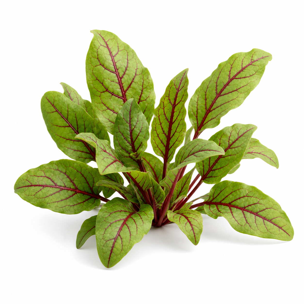 Red Sorrel