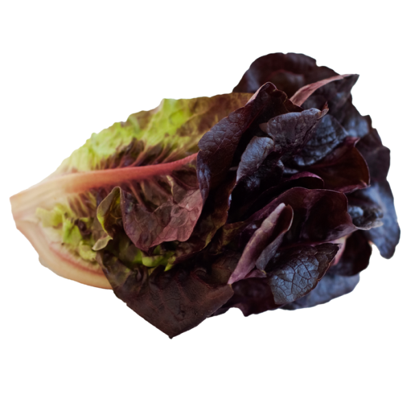 Red Romaine Lettuce