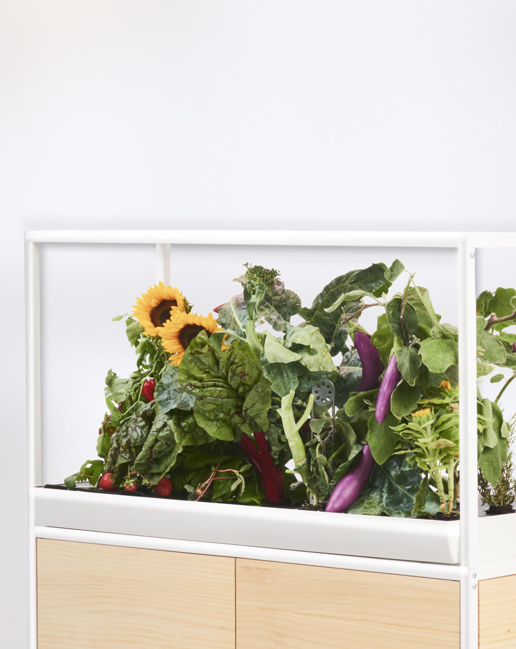 Rise Garden capacity card showing plant tray options