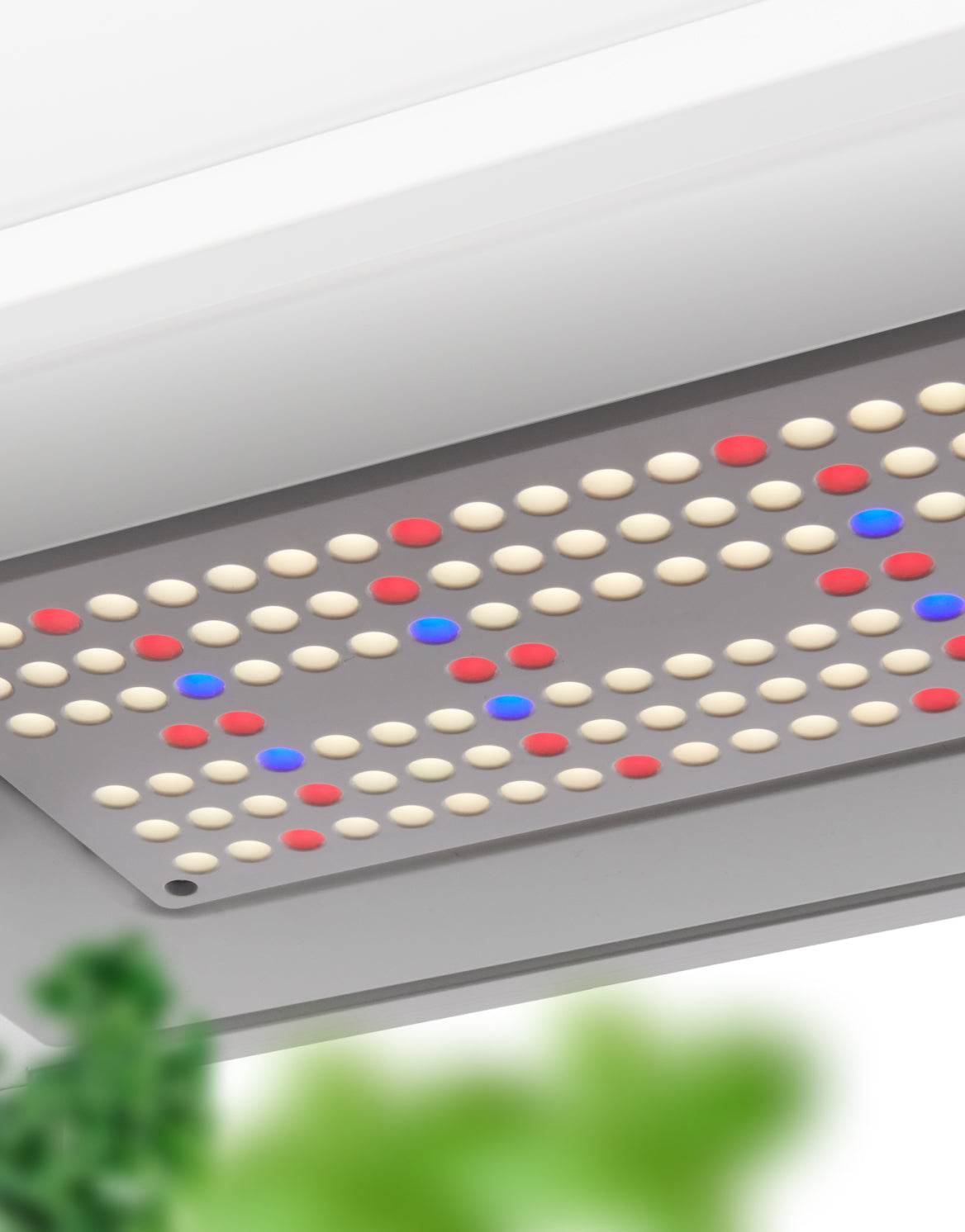 Rise Garden LED grow light feature image