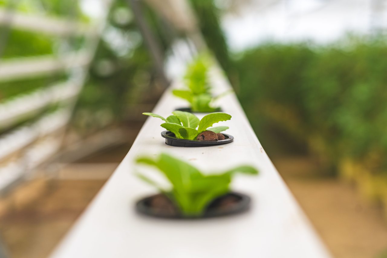 Small seedlings starting in an indoor growing tray