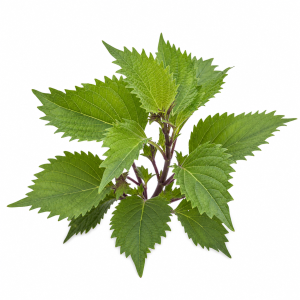 Shiso