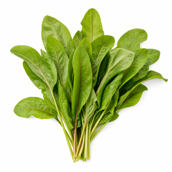 Sorrel