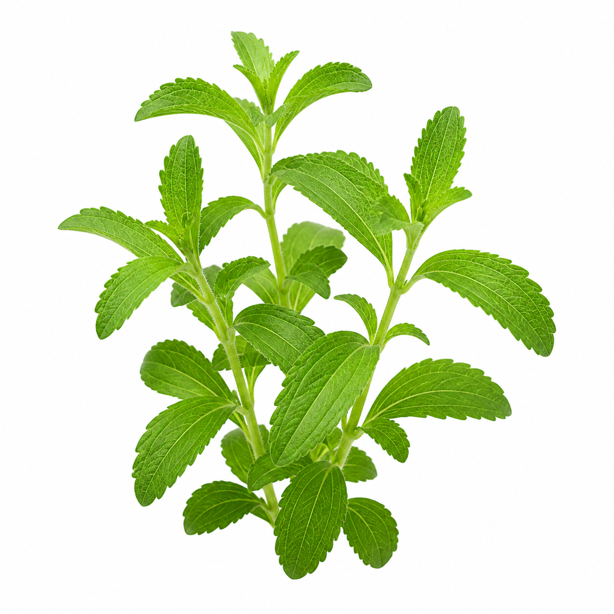 Stevia