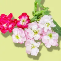 Stock Flower