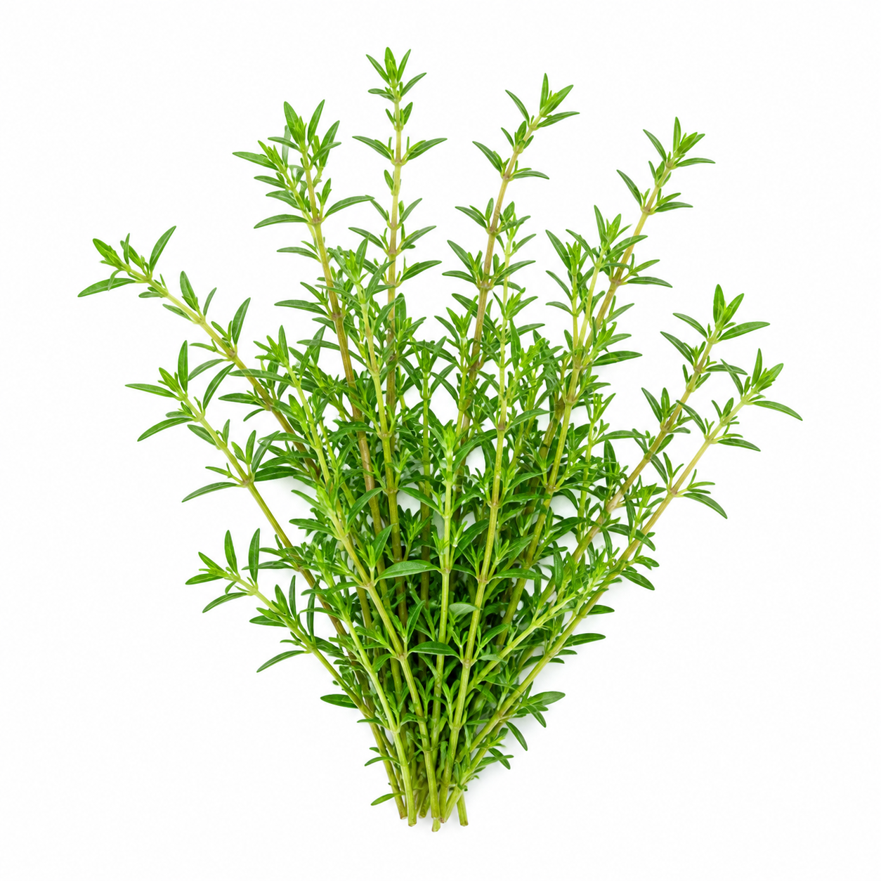 Summer Savory