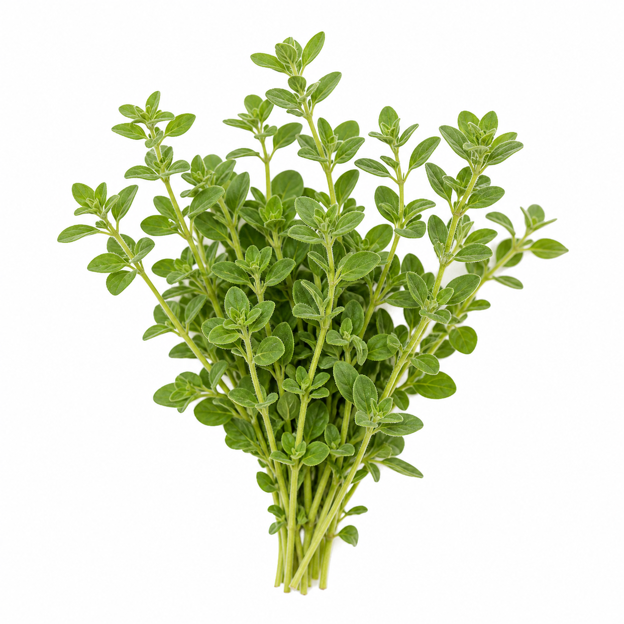 Sweet Marjoram