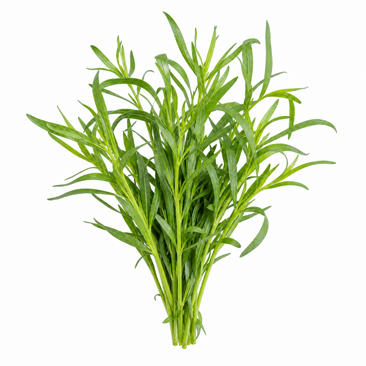 Tarragon