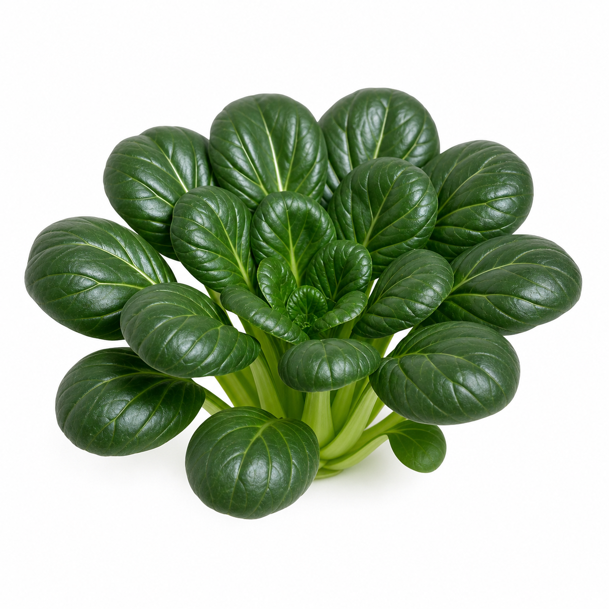 Tatsoi