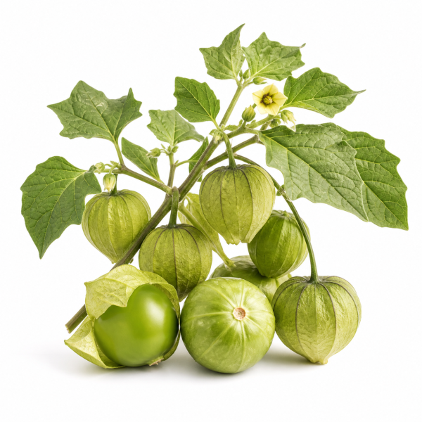 Tomatillo