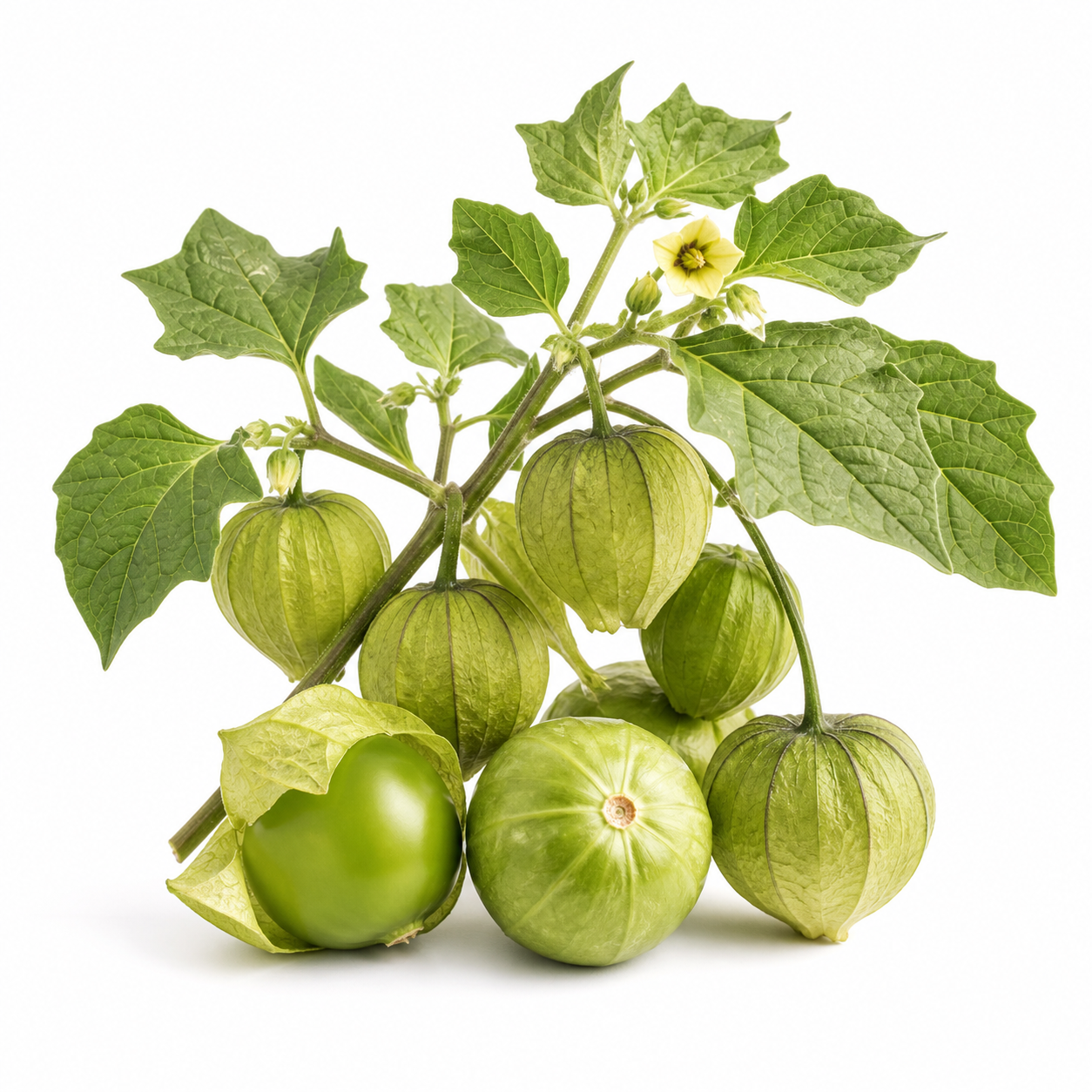 Tomatillo