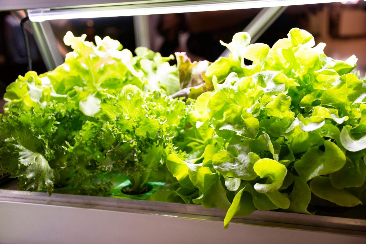 How to Clean Smart Garden Pump the Right Way