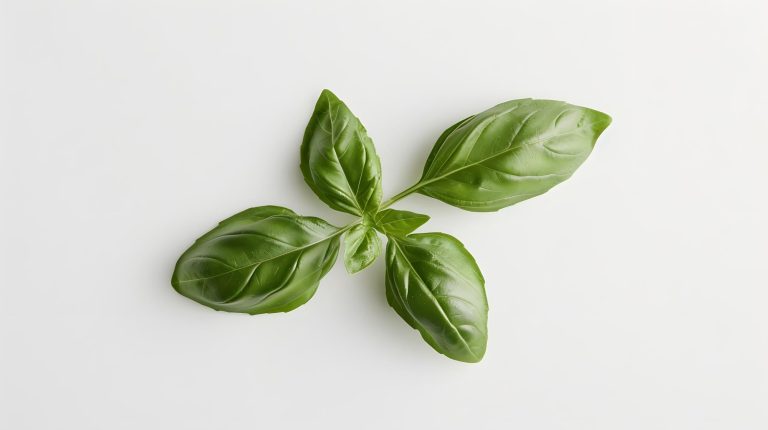 6 Best Indoor Gardens for Basil in Your Home