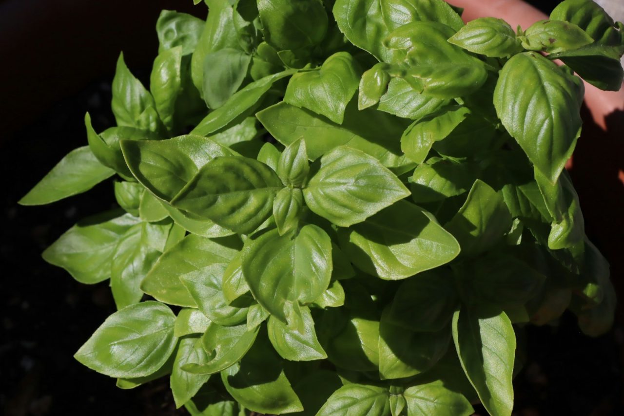 Fresh vibrant basil plant with lush green leaves. Photo: K F / Unsplash.