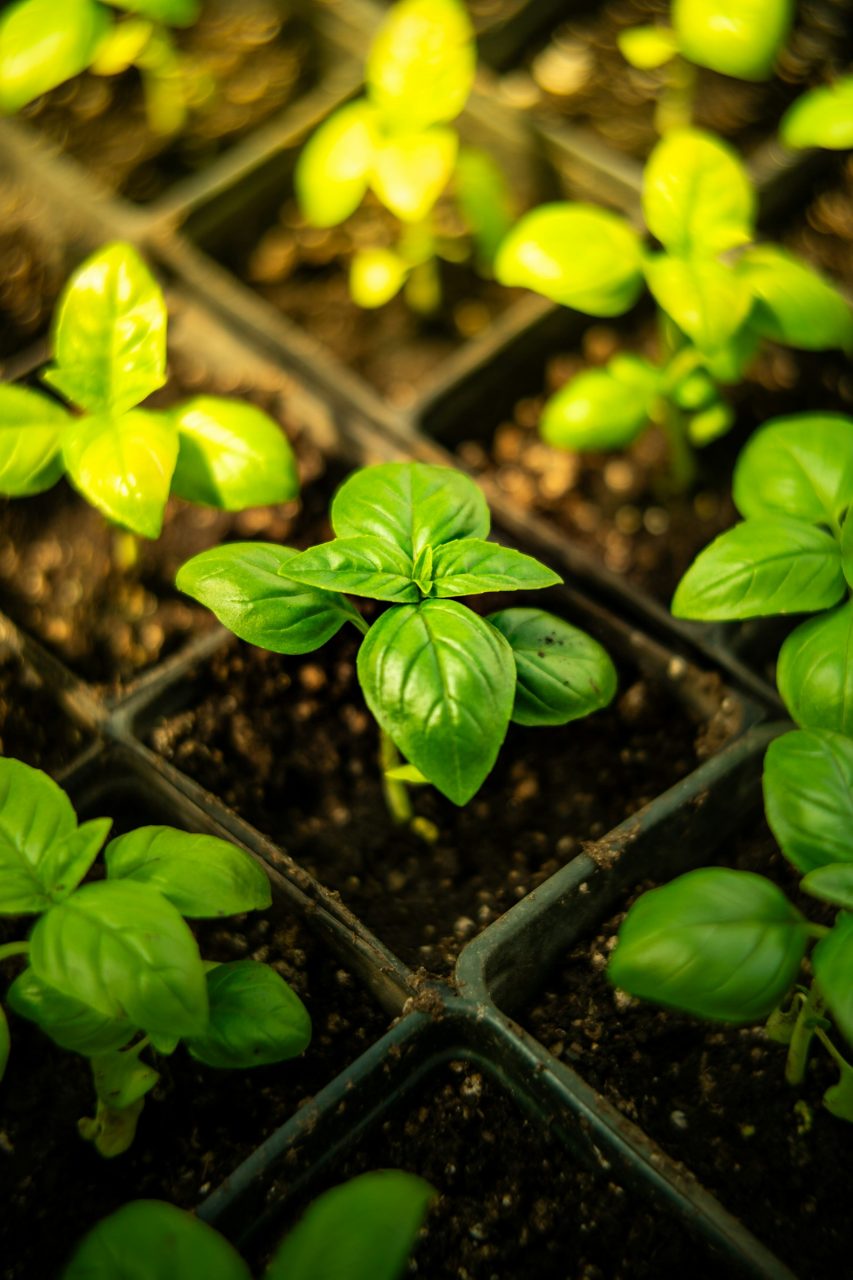 Young basil plants growing in small pots. Photo: lukas toso / Unsplash.