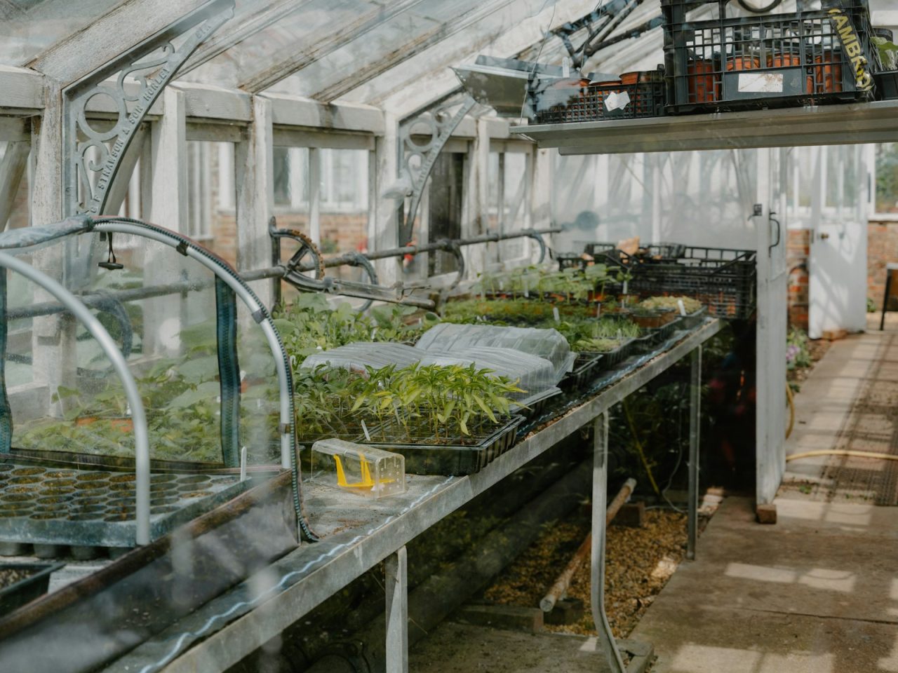 Seedlings growing on shelves inside a greenhouse. Photo: Annie Spratt / Unsplash.
