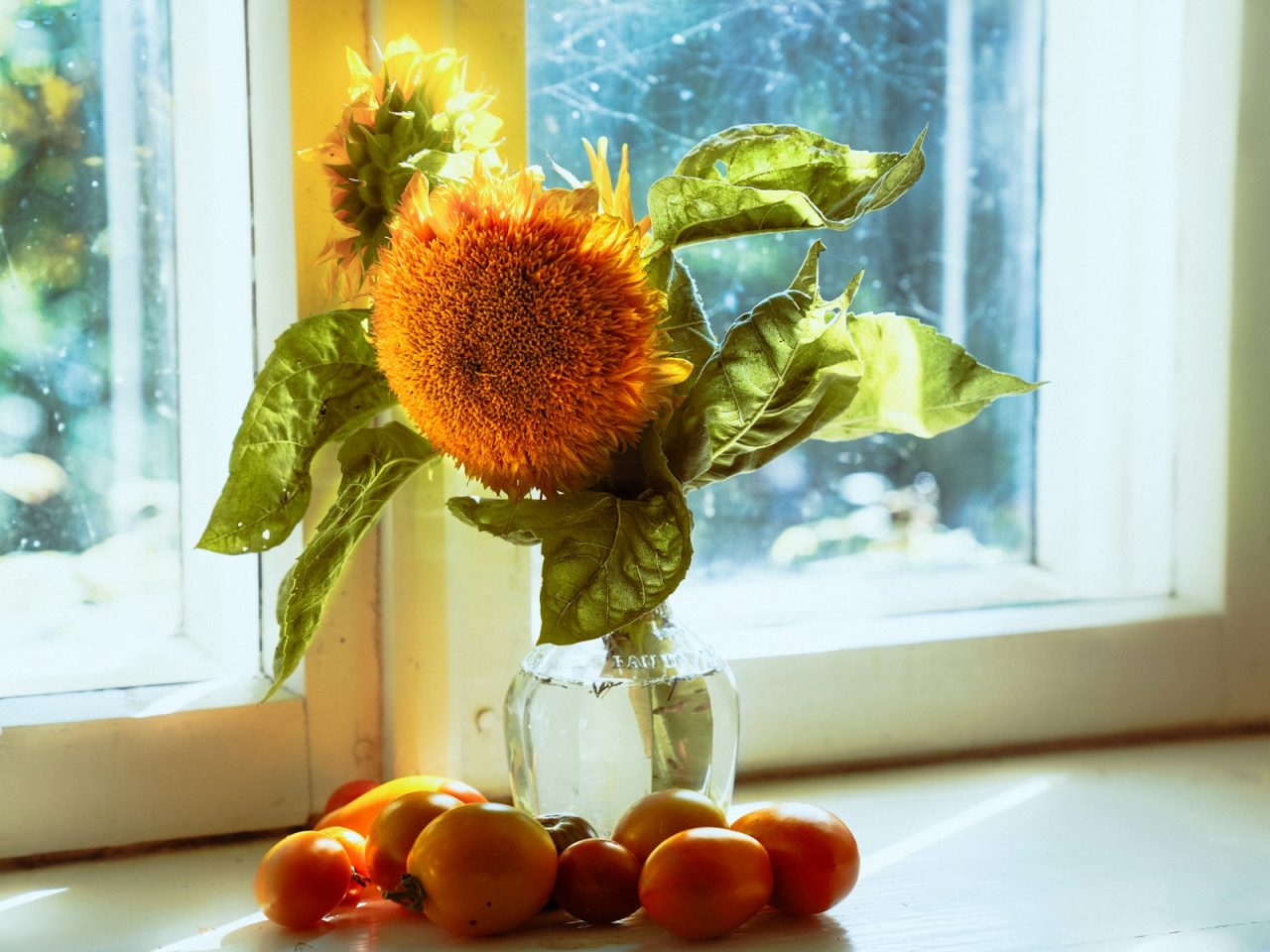 Fresh plants and tomatoes growing on a bright indoor windowsill. Photo: Nastia Petruk / Unsplash.